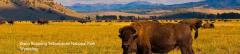 bisonyellowstone