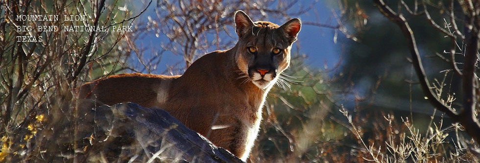 Big Bend mountain lion