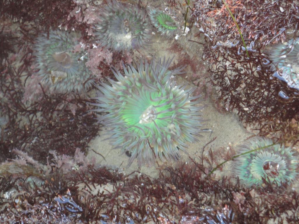 Sea Anemone