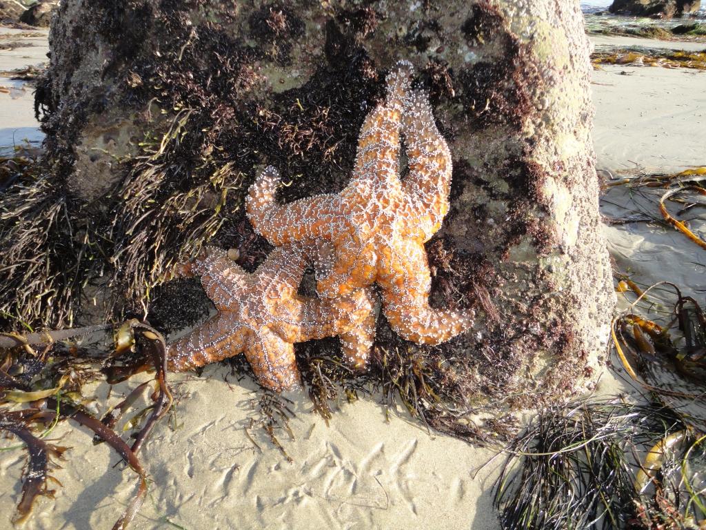 Starfish Couple